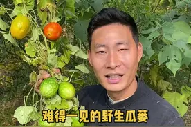 这个就是我们这边独有的野生瓜蒌，它和金丝瓜蒌一样都具有极高的价值#瓜蒌#瓜蒌子 #植物科普 #你的家乡有这种植物吗视频封面