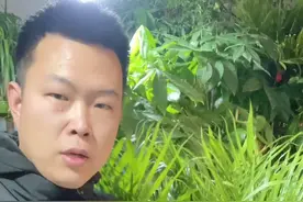 夏威夷竹子这样养护，不会引起叶片发黄发黑#养花小知识视频封面