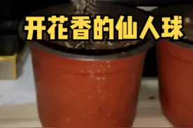开花带香味的仙人球，你见过几个？奇想丸就是其中一款@抖音短视频视频封面
