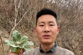 地黄也叫生地、破棉袄、小鸡喝酒，大家又是怎么叫它的呢？它是玄参科多年生植物，依照炮制方法分为鲜地黄、干地黄和熟地黄三种。#地黄 #中药材 #生地 @抖音短视频 @抖音三农 @抖音自然视频封面