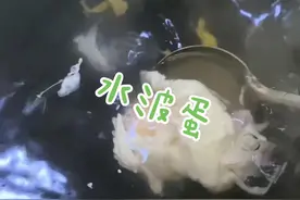今日心得：做【水波蛋】要有好的厨具和食材才行#跟抖音学做菜 #不是厨子的厨子 #宫商羽的嘎嘎视频封面
