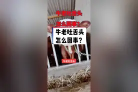 牛老吐舌头，是怎么回事？#养牛 #养牛人 #农村养牛 #牛羊养殖 #养殖业联盟特训营 #上热门 