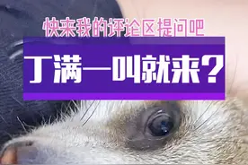 只要训练好，狐獴养一只也不孤单，一样乖巧听话！#狐獴#丁满#异宠 #萌宠出道计划 @DOU+小助手