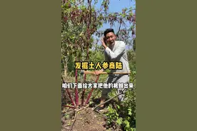 商陆，属商陆科商陆属多年粗壮生草本，因为形态极似马齿苋科的栌兰俗称土人参。#新农人计划2021 #科普知识