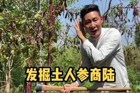 商陆，属商陆科商陆属多年粗壮生草本，因为形态极似马齿苋科的栌兰俗称土人参。#新农人计划2021 #科普知识视频封面