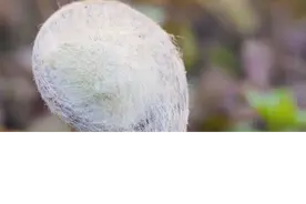 春天最好吃的山野菜之一:薇菜，不仅营养价值高，还好吃，你吃过吗？#薇菜 #野菜 