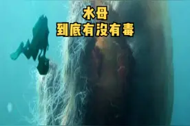 水母到底有毒吗？夏天去海边玩的时候，一点要小心水母#神奇动物在抖音 #科普知识 #水母 #水母有毒 #科普  视频封面