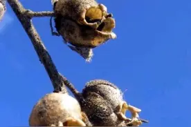 让人“毛骨悚然”的花卉：金鱼草，它就是一种花卉而已，千万别迷信#花卉绿植 #养花小知识视频封面