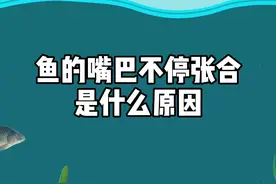 鱼的嘴巴不停张合是什么原因？#钓鱼 #钓鱼技巧  #野钓视频封面