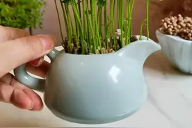 此种植方法比较简单，不用催芽，也适合大多数柑橘。#种子盆栽 