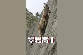 为啥岩羊(羱羊)喜欢爬上悬崖峭壁吃盐巴？它们不会恐高吗？掉下来会怎么样？#上西瓜看知识 @西瓜视频#star 
