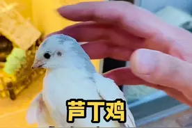 #芦丁鸡 新手如何给芦丁鸡分公母，不会分的小伙伴看到最后，几点排除法轻松辨别芦丁鸡公母#宠物鸡 #芦丁鸡养殖视频封面