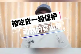 被吃成一级保护动物的穿山甲！#奇妙知识在抖音 #段子手 #野生动物 #穿山甲 视频封面