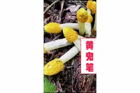 #蘑菇科普   各种鬼笔，都有毒。竹荪是无毒的