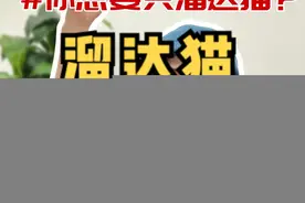 今天是很多朋友问到的溜达猫是如何养成的～大家想带小猫咪出门一定要看哦～#宝妈养猫视频封面