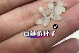 成功的孵化🐣了小章鱼，遗憾的是没有成功度过浮游期#章鱼哥 #章鱼视频封面