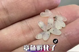 成功的孵化🐣了小章鱼，遗憾的是没有成功度过浮游期#章鱼哥 #章鱼视频封面