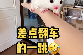 哎呀妈呀！差点没接住，跳跑偏了🤣😃🥰😍😘☺️ #玩家蜜袋鼯 #蜜袋鼯 #网红萌宠视频封面