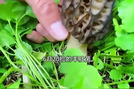 6月20号的天山上还是有羊肚菌的，捡羊肚菌的一定要去海拔高的松树林里捡#户外寻宝 #大自然的馈赠 #采蘑菇视频封面