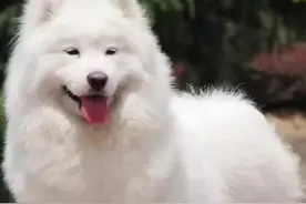 #宠物知识 萨摩好养吗？照片的萨摩已经离开很久，虽然它缺点很多，但我还是很想它#科学养宠攻略 #萌宠 #百亿流量扶持 #萨摩耶 #养宠进阶指南 #新手养狗