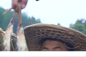 狗蛋想吃鱼了，富贵炖了几条河老虎，刺少肉嫩汤鲜味美再用紫苏提味真是太香了#黄焖河老虎 #农村美食 #乡村守护人