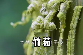 竹茹俗称竹皮，可以用来泡茶喝，它的妙用你们知道吗？#新农人计划2021 #农村美食 #竹茹 视频封面