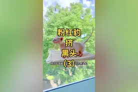 满足大家，给豹豹再一次挤黑头…#萌猫萌狗狂欢季 #斯芬克斯无毛猫 #上海话 #挤黑头 #动物园园长视频封面