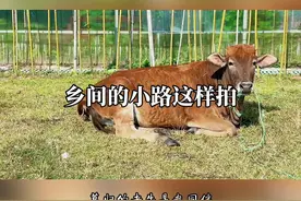 #乡间的小路 试试这样拍#手机摄影 #拍摄技巧 #剪映@剪映研究所视频封面