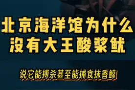 北京海洋馆为什么没有大王酸浆鱿？#北京海洋馆    #大王酸浆鱿   #科普   #神奇动物在抖音    #鱼缸里的大自然    #亲子游玩好去处   #海洋生物    #周末去哪玩