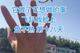 这次是我没接住了！趴我脸上😭#蜜袋鼯 #萌宠 #户外视频封面