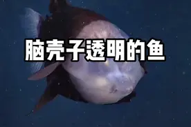 脑壳子透明的鱼，当搜寻头顶上方的食物时，它的眼睛就会指向上方；摄食的时候，眼睛就会指向前方#涨知识 #科普 #神奇动物在抖音 视频封面