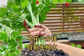 用柳条枝自制生根水，简单又实惠，记得收藏 哦！#种菜小技巧视频封面