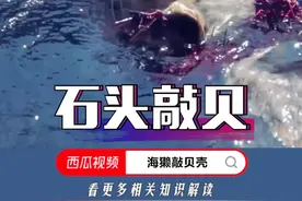 海獭会使用石头做工具，用肚子做菜板，敲开贝壳海胆来吃。#上西瓜看知识 #star @西瓜视频 #歌曲凉暮秋#q音宝藏#热门歌曲视频封面