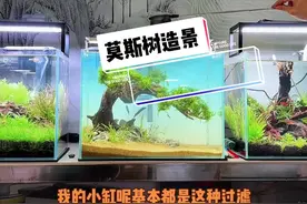 一生要强的女人、非要自己动手做莫斯树#鱼缸里的大自然 #水草造景 #水族爱好者 #原生缸 #生态景观 #沉木 #水草 #造景视频封面