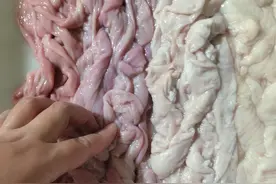 带你们认识一下猪小肠视频封面
