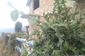 家里外墙种这种爬山虎，四季常青还结果，果实还是一种解暑美味视频封面