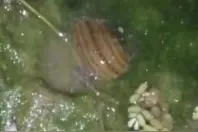 长这么大，终于知道蚂蝗是如何吃东西的了。