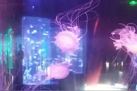 海洋里面的生物。至少生存在海洋几百米以下。这不是动画，