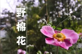 别再拿野棉花当野花了，它有很多功效，进来了解一下！视频封面