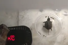 小草龟感冒了怎么办，小伙在线为你支招。