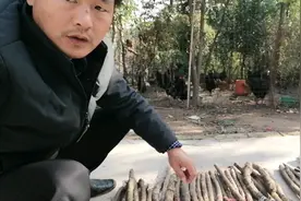 斗米虫：一斗米换一条虫视频封面