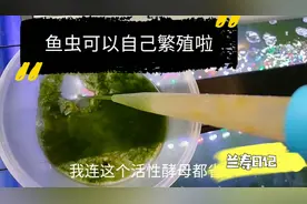 小鱼苗有口福了 鱼虫水蚤在家这样喂养 一周就能繁殖爆盆 快收藏视频封面