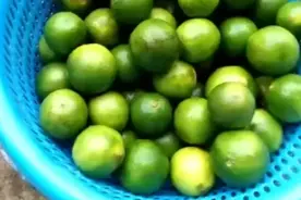 农村腌制青柠檬，工序复杂但营养充沛，是搭配白粥的好菜！