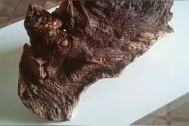 野生奇楠沉香视频封面