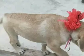 今天推荐这里不知道发待出视频不？