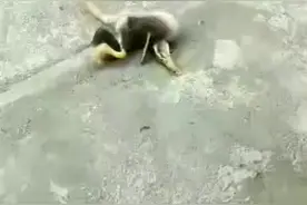 鸭子转圈圈、头歪、抽搐、不停转圈，轻松治疗有妙招视频封面