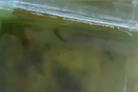 养在鱼缸里的小鱼，尾巴居然没了，原来是被这个东西啃了啊！！视频封面