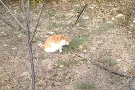 吃草真可以变胖的橘猫