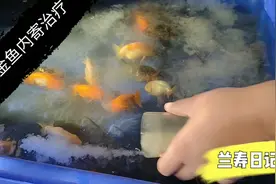 兰寿金鱼侧身、漂浮消瘦、肠道寄生虫如何治疗？常用药物治疗分享视频封面