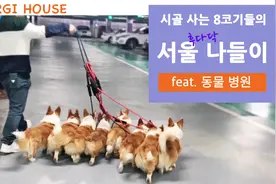一次性带八只柯基出门是什么体验